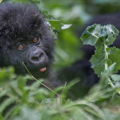 3 Days Gorilla Tracking Rwanda Tour Profile Picture